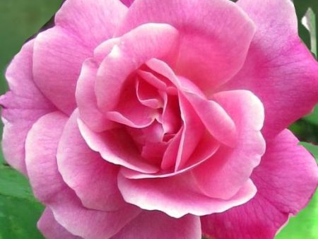 Old Blush, Rosa chinesis, Fragrance & Perfume Online