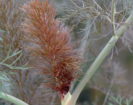 Bronze Fennel Flower Essence, Foeniculum vulgare For Cheap