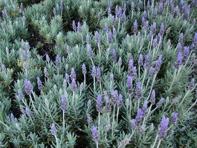 Lavender concrete (Lavandula officinales) Discount