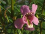 Snapdragon, Antirrhinum majus, Flower Essence Online Hot Sale