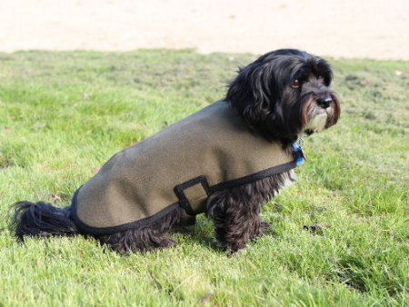 Adventure Dog Coat | Out and about Online Hot Sale