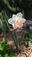 Daffodil,Narcissus naegelia, Flower Essence Online now