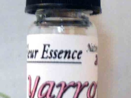 Yarrow, Achilles millifolium, Flower Essence Cheap