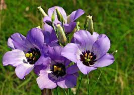 Texas Bluebell Wildflower, Eustoma exaltatum russellianum Online