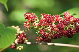 Red Spikenard, Nardastachus jatamansi, Essential Oil Cheap