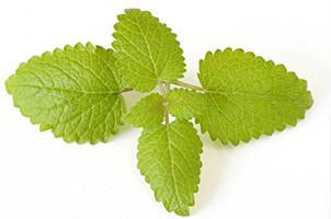 Lemon Balm, Mellissa officinalis, Essential Oil  Floral Water For Cheap