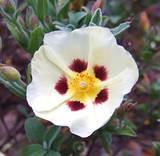 Labdanum Absolute(Cistus Ladaniferus) Hot on Sale