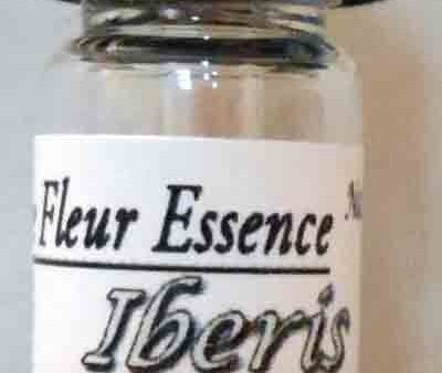 Iberis Candytuft, Sempervirens, Flower Essence Cheap