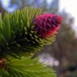 Pine,Pinus sylvestis Flower Essence For Discount