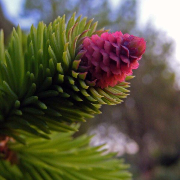 Pine,Pinus sylvestis Flower Essence For Discount