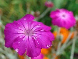 Rose Campion, Verbascum thapsus rosa, Flower Essence Fashion