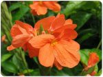 Crossandra,Influndibuliformis, Flower Essence For Cheap