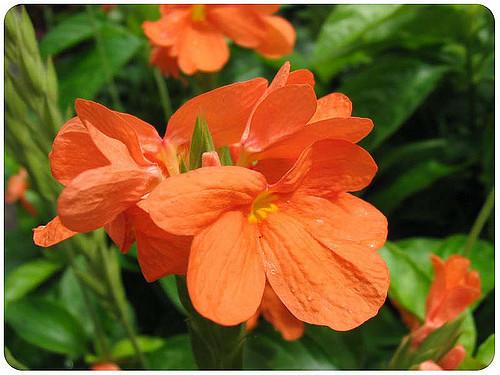 Crossandra,Influndibuliformis, Flower Essence For Cheap