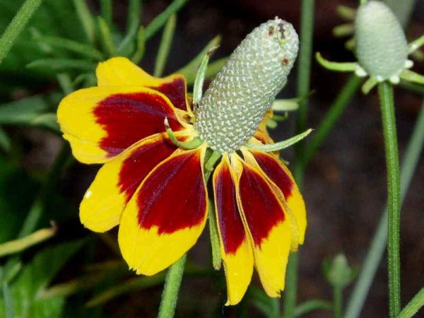 Mexican Hat ,Ratibida columnaria, Flower Essence Hot on Sale