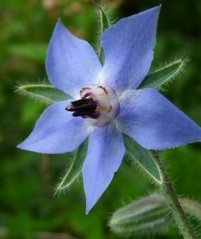 Borage Flower Essence,Boragio officinalis Fashion