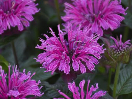 Bee Balm, Monarda didyma Online now