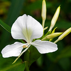 White Butterfly Ginger Natural Perfume on Sale