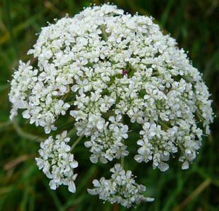 Carrot Flower Essence,Daucus carota Online now