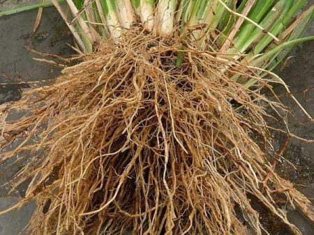 Vetiver Root, Vetiveria ziganoides, Essential Oil Sale