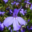 Lobelia, Lobelia inflata, Flower Essence Online now