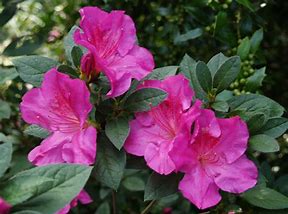 Azalea, Double Frill Flower Essence, Rhododendron Supply