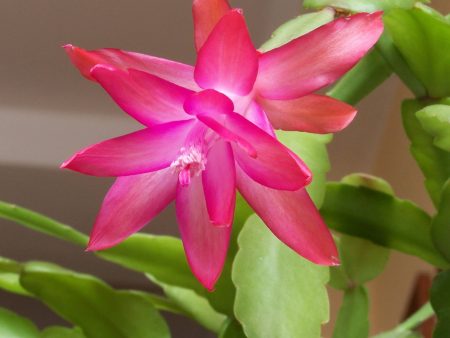 Christmas Cactus Flower Essence, Schlumbergera bridgesi For Cheap