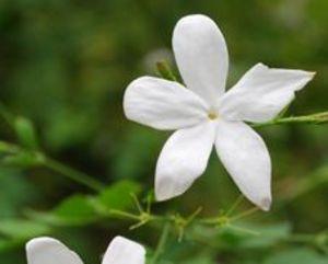 Jasmine Absolute(Grandiflora) Online Sale