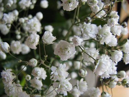 Baby s Breath Flower Essence,Gypsophilia paniculata (eleganes) on Sale