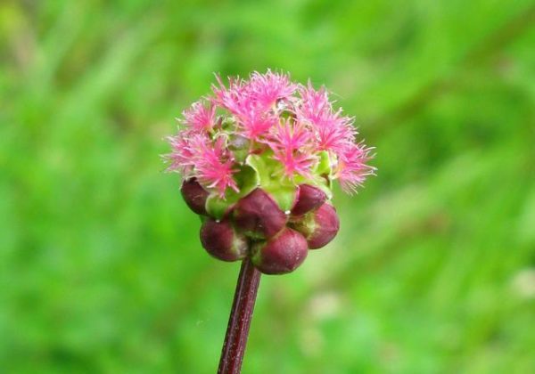 Salad Burnet,Poterium sanguisorba Flower Essence Online Sale