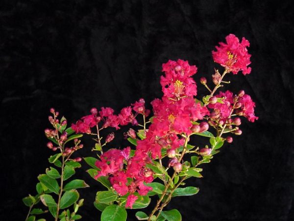 Crepe Myrtle,Lagerstroenid, indica, Flower Essence For Sale