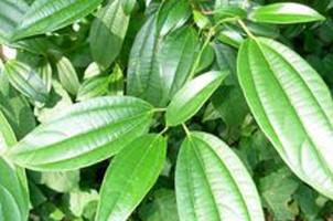 Cinnamon Leaf, Cinnamon zeylanicum Essential Oil Online Sale